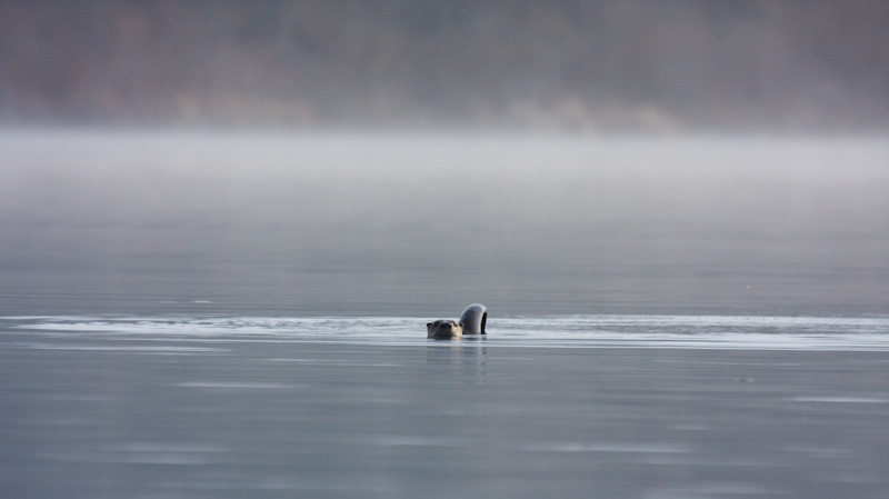 River Otter